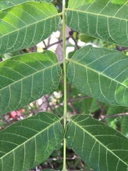 Ailanthus altissima