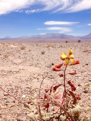 Hoffmannseggia doellii