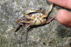 Potamoidea