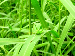 Neobarrettia sinaloae