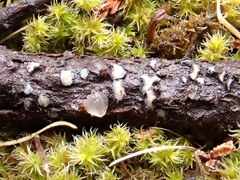 Colpoma junipericola