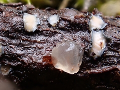 Colpoma junipericola