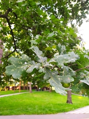 Quercus robur