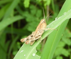 Boopedon flaviventris