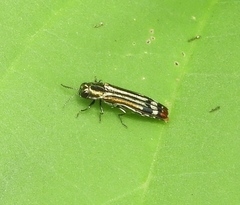 Agrilus catherinae