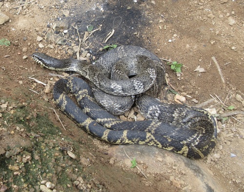 Manchurian Black Ratsnake
