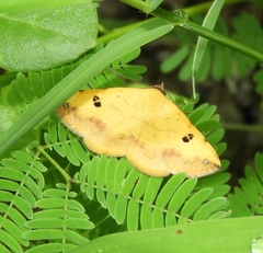 Hemeroplanis scopulepes