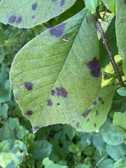 Diplocarpon