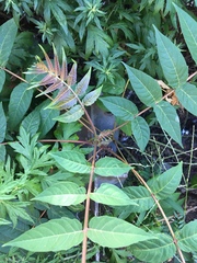Ailanthus altissima