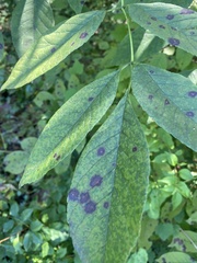 Diplocarpon