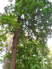 Quercus robur