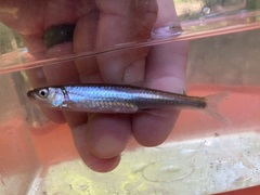 Notropis rubellus