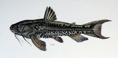 Talking Catfish photo 2