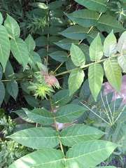 Ailanthus altissima