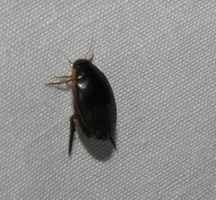 Thermonectus intermedius