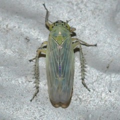 Macrosteles scriptus