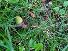 Quercus robur