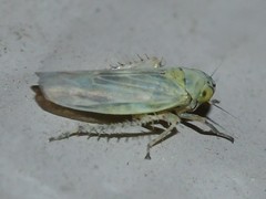 Macrosteles scriptus