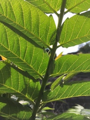 Ailanthus altissima