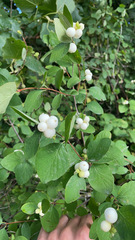 Symphoricarpos albus