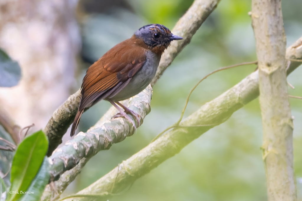 Red-throated Alethe (Chamaetylas poliophrys) photo