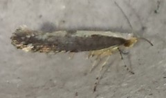 Argyresthia conjugella