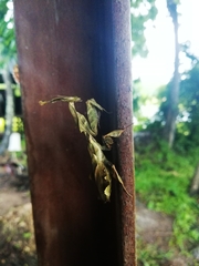 Phyllocrania paradoxa