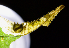 Orchestes pallicornis