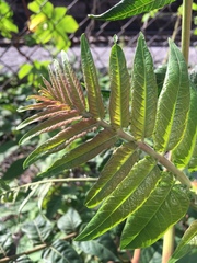 Ailanthus altissima