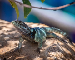 Sceloporus minor