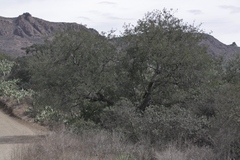 Quercus john-tuckeri