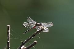 Cannaphila insularis
