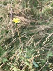 Lactuca saligna
