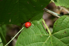 Cucumis maderaspatanus