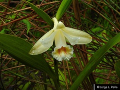 Sobralia klotzscheana