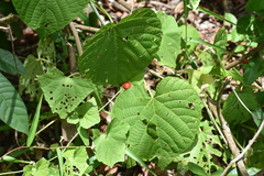 Cucumis maderaspatanus