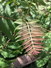 Ailanthus altissima