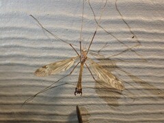 Labiotipula