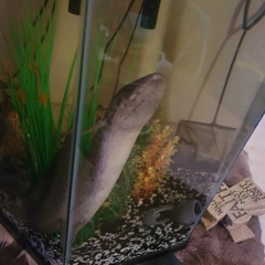 Protopterus annectens