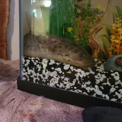 Protopterus annectens