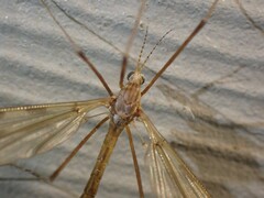 Labiotipula