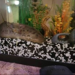 Protopterus annectens