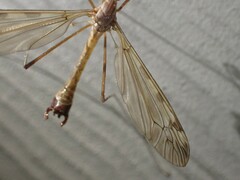 Labiotipula
