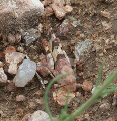 Trimerotropis latifasciata