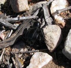 Moluris gibba