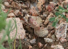 Trimerotropis latifasciata