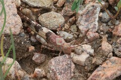 Trimerotropis latifasciata