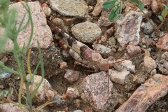 Trimerotropis latifasciata