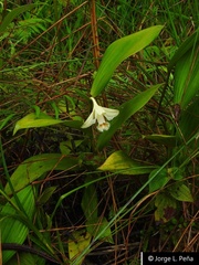 Sobralia klotzscheana
