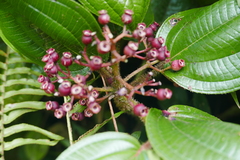 Miconia purpurea